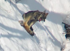 lupo a Saint-Rhémy-en-Bosses