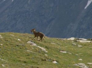 Lupo in Valnontey (Cogne), foto Matteo Gamba