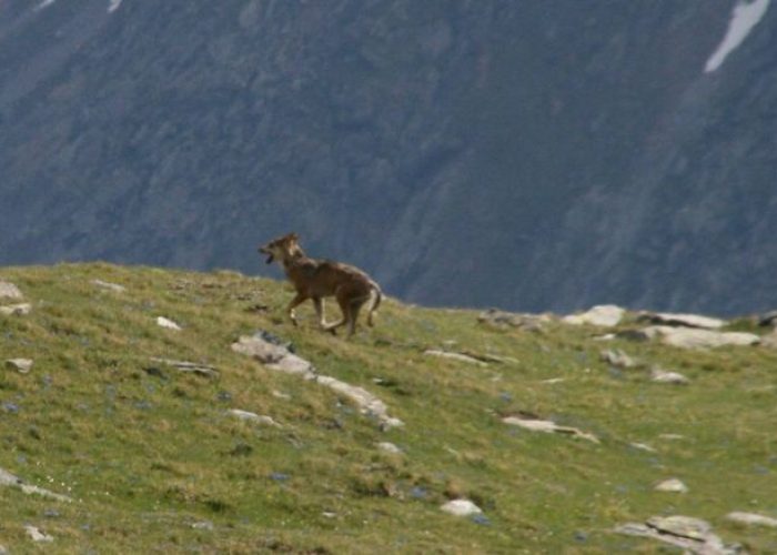 Lupo in Valnontey (Cogne), foto Matteo Gamba