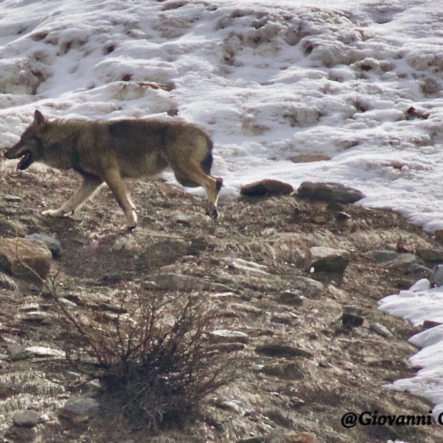 Immagine di archivio - Lupi foto di Giovanni Carnemolla