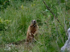 Marmotta