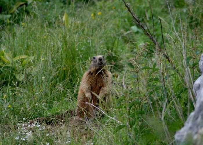 Marmotta