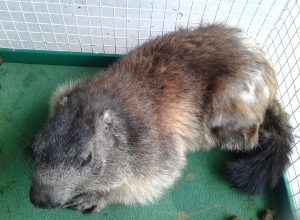 Marmotta recuperata da personale Polizia Postale sulla scalinata esterna delle Poste centrali di Aosta e trasferita c/o CRAS da personale Stazione forestale di Aosta.