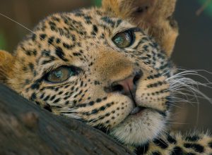 mashatu Lands of Leopards Gran Paradiso Film Festival