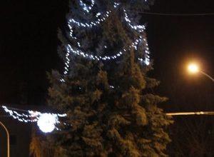 Albero Piazza Salvadori