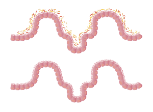microbiota intestinale