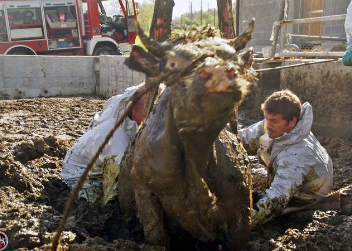 L'intervento di recupero dell'animale