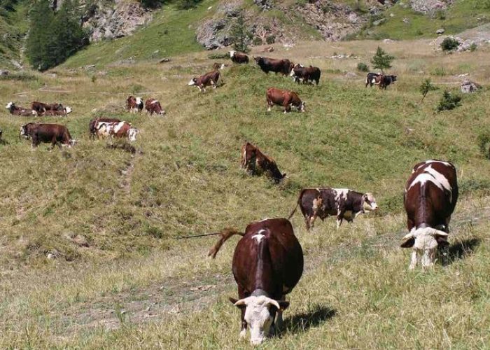 Mucche al pascolo nella Valle di Rhemes
