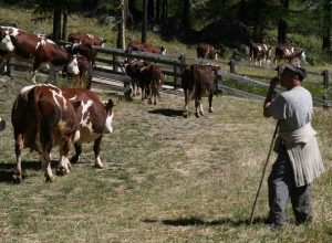 Mucche al pascolo nella Valle di Rhemes