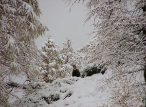 Un camoscio nel Parco del Mont Avic