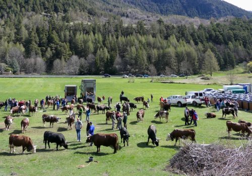 Rassegne zootecniche Arev