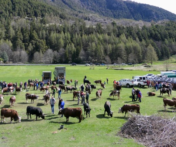 Rassegne zootecniche Arev