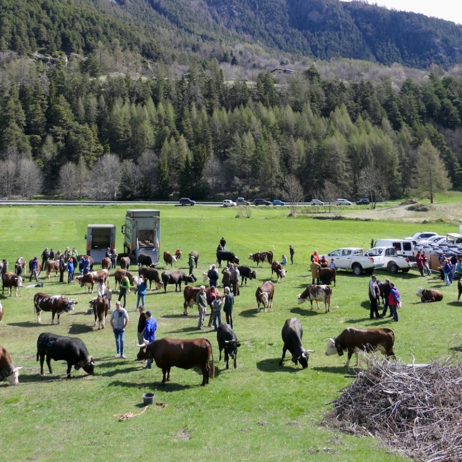 Rassegne zootecniche Arev