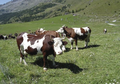 Bovine al pascolo