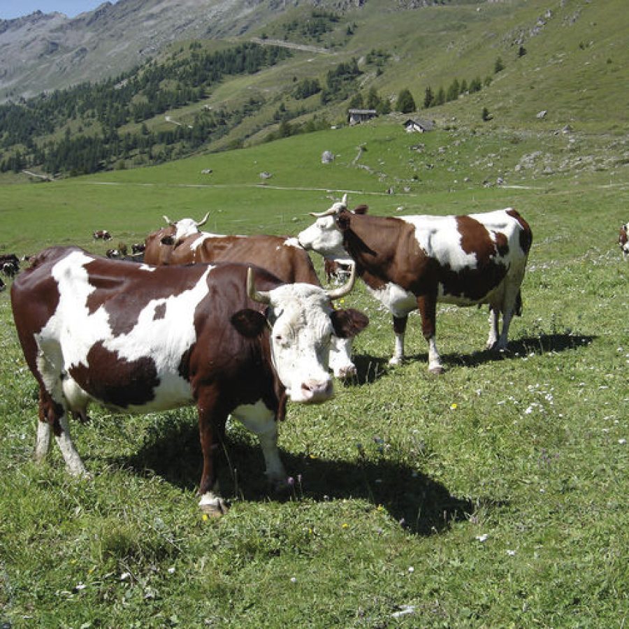 Bovine al pascolo