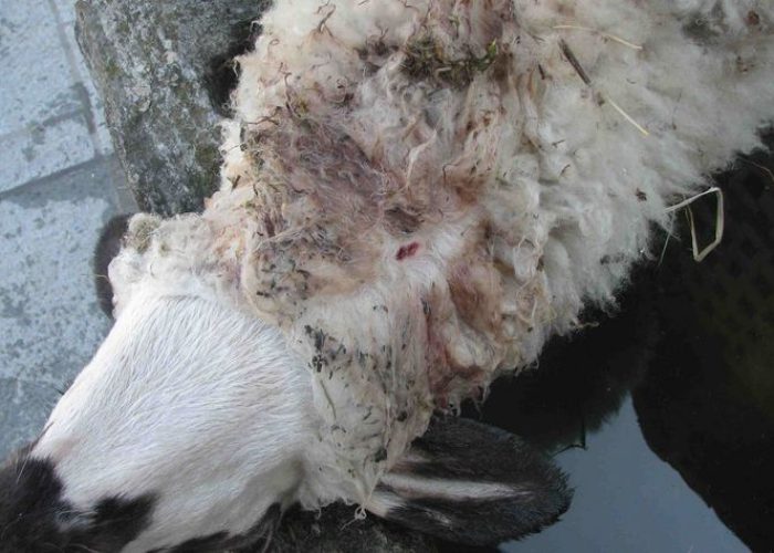 La pecor rosset vittima del predatore