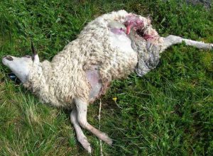 una delle pecore attaccate dai lupi
