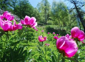 Le peonie selvatiche a Perloz