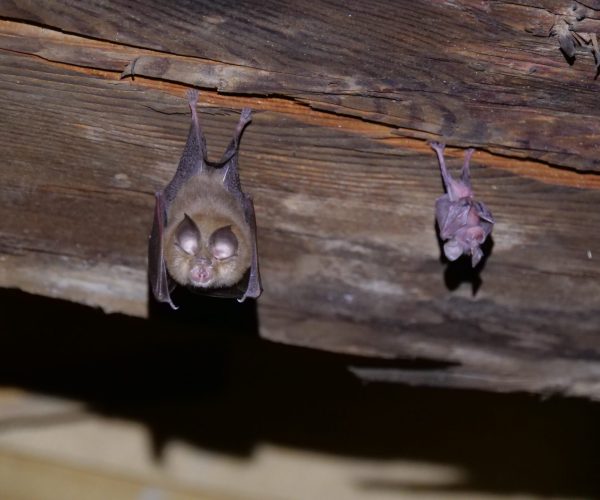 Due esemplari di rinolofo minore foto Paolo Debernardi