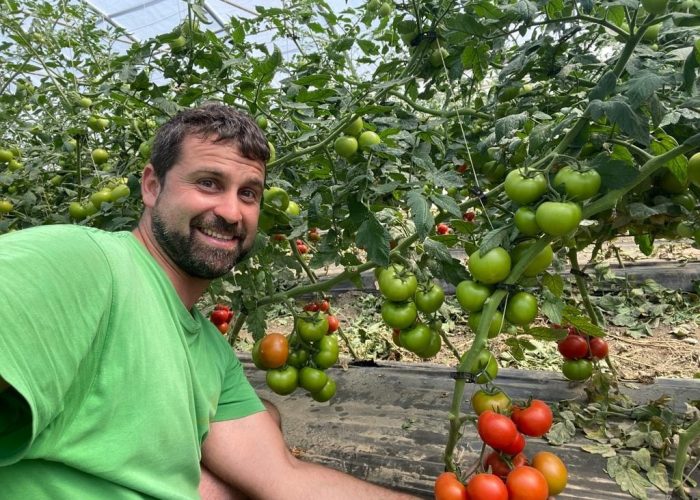 pomodori alessio au potager