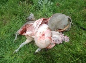 predazione saint-marcel