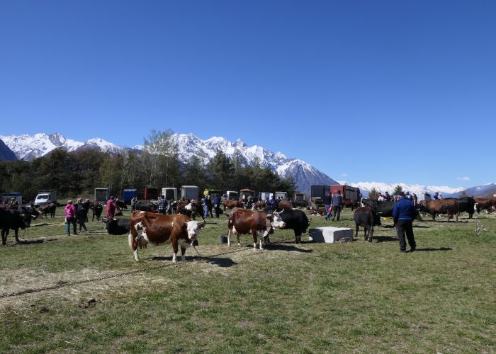 rassegne zootecniche Arev di primavera