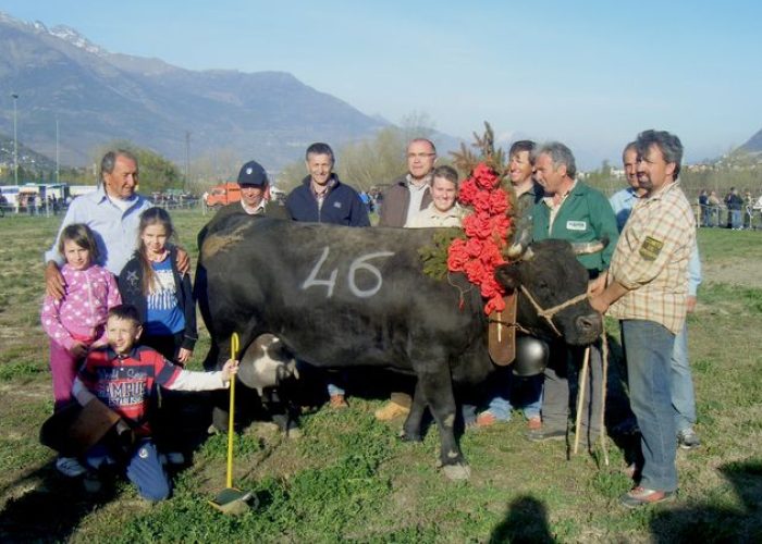 Gheriotta (670 kg) dell’Azienda Verney di Gressan