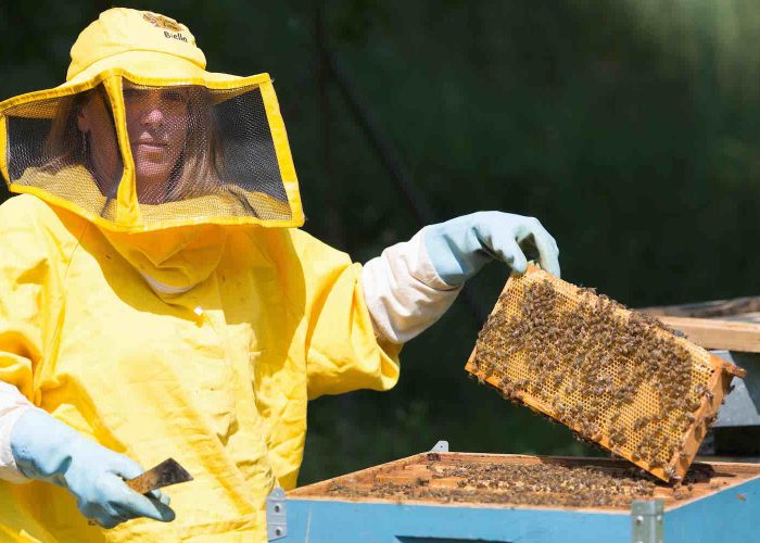 api apicoltura miele