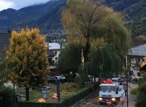 Salice piangente caduto a Nus