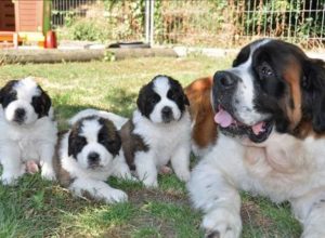 Cuccioli San Bernardo (© Fondation Barry)