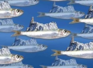 sardine