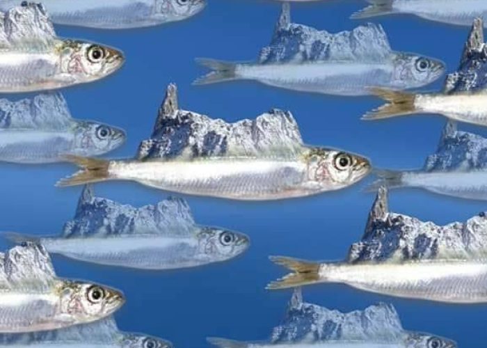 sardine