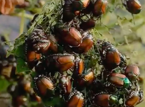 scarabeo giapponese