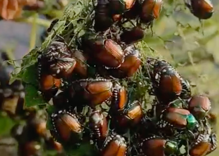 scarabeo giapponese