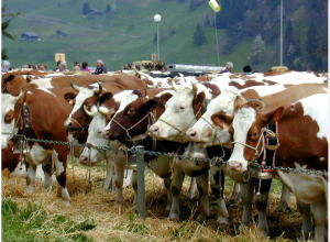 Fiera di San Martino