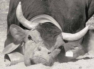 Strofinamento sulla polvere (ph. Daniele Ronc)