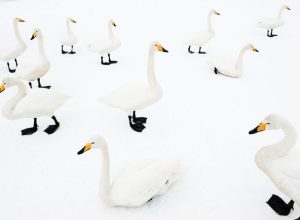 L’immagine dei cigni selvatici premiata