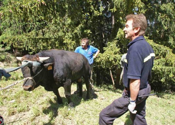 Il recupero del toro