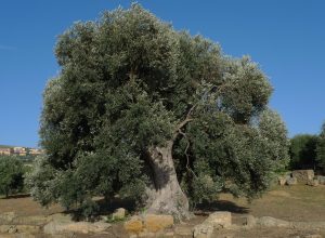 Ulivo