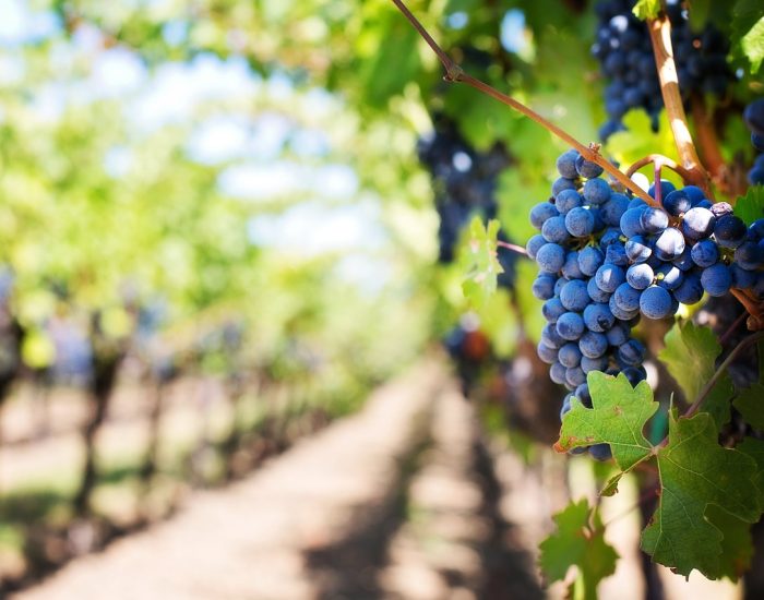 uva vigna
