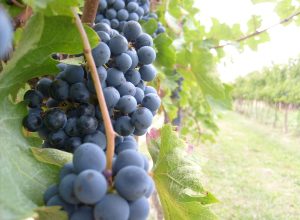 Uva, vendemmia, uve