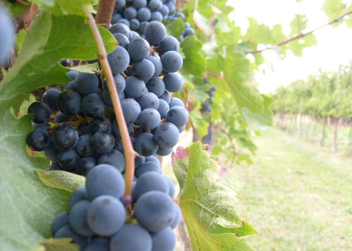 Uva, vendemmia, uve