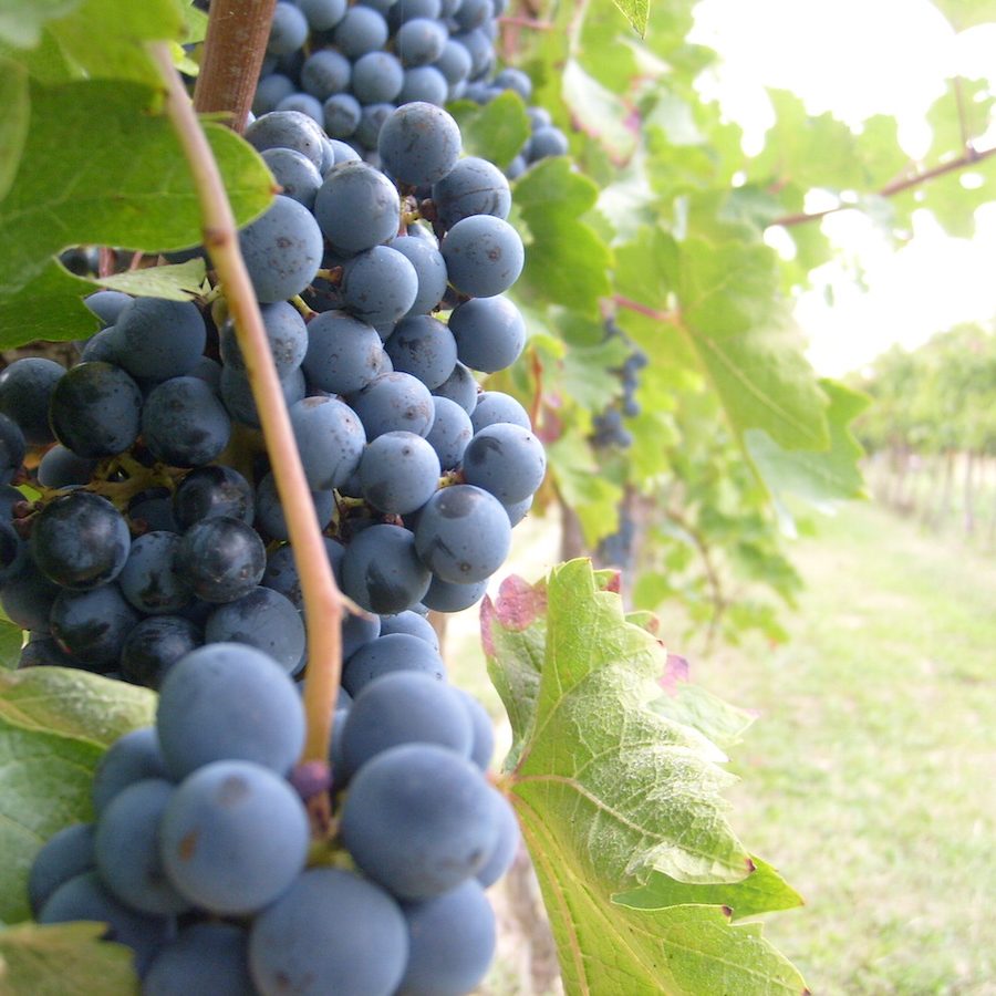 Uva, vendemmia, uve