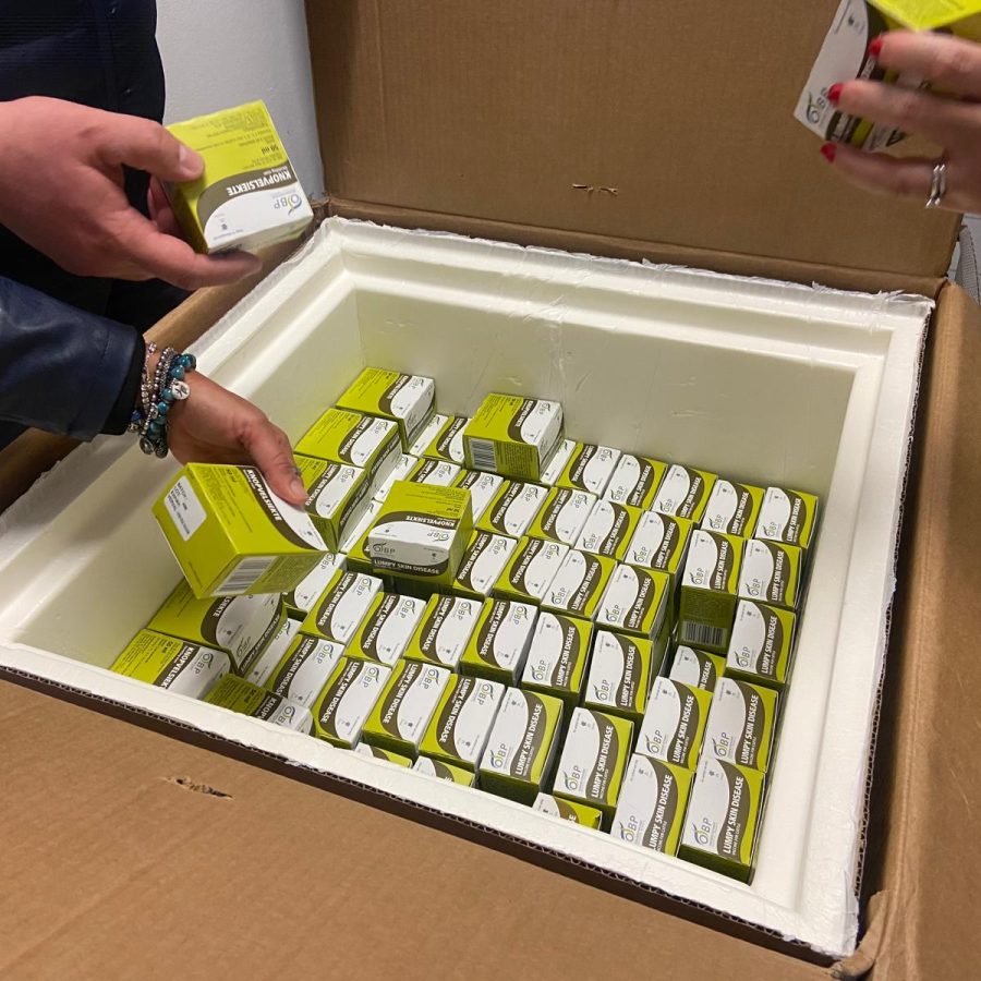 Vaccini dermatite nodulare