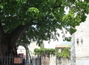 Il Tiglio davanti alla Chiesa di Sant'Orso
