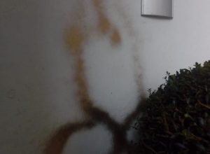 Il disegno del vandalo