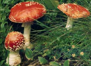 Funghi velenosi