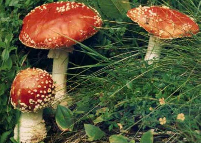 Funghi velenosi