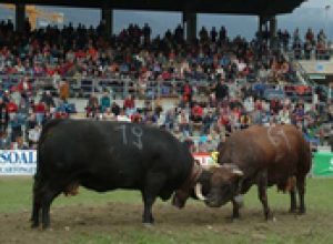 Batailles de Reines 2011, le finali delle tre categorie