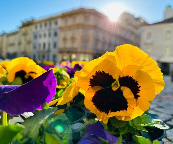 violette marzo Associazione VIOLA